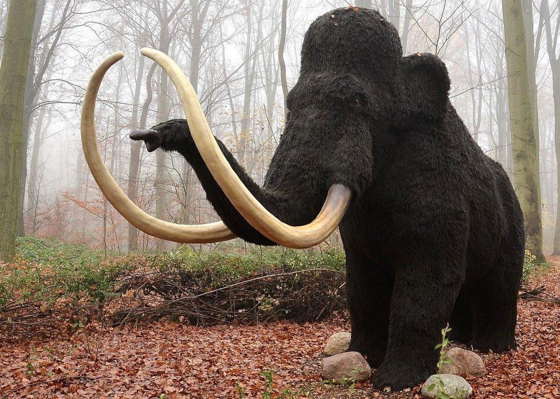 Cios mamuta wśród eksponatów kozielskiego muzeum  