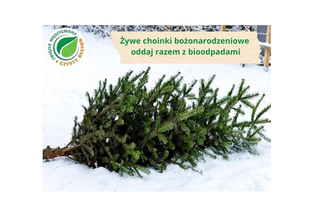 Co zrobić z choinką? Związek Międzygminny „Czysty Region” zaleca