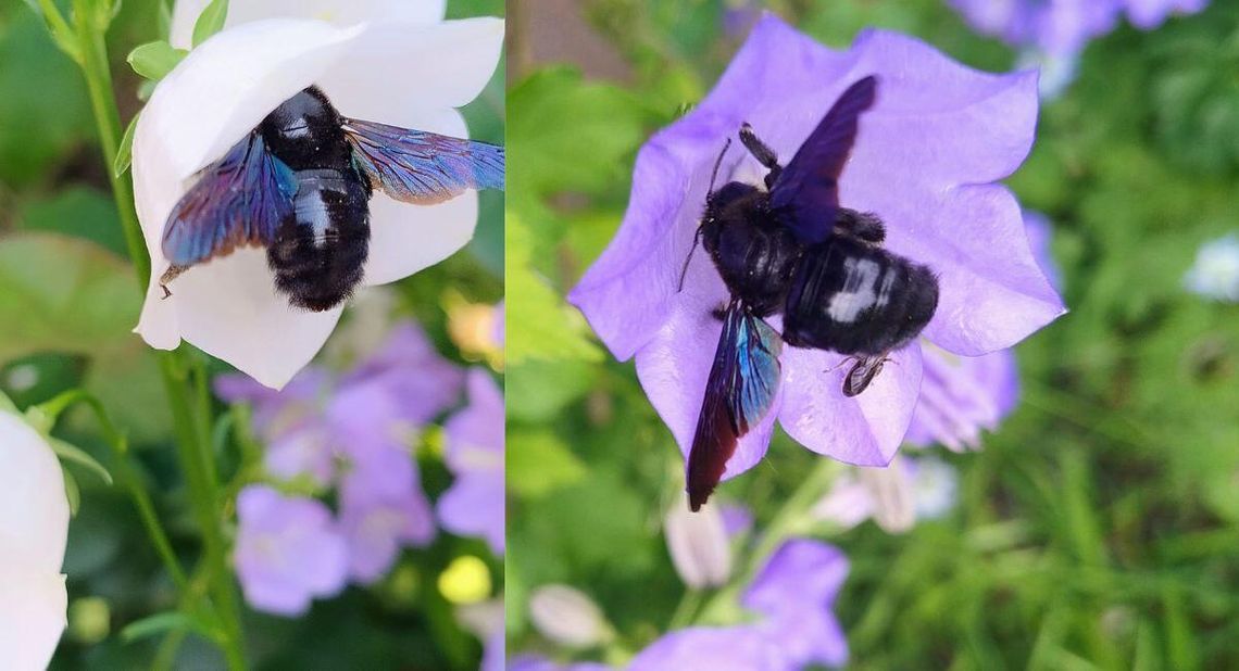 Czarne pszczoły pokochały nasze miasto. Zadrzechnie coraz częściej widywane w Kędzierzynie-Koźlu
