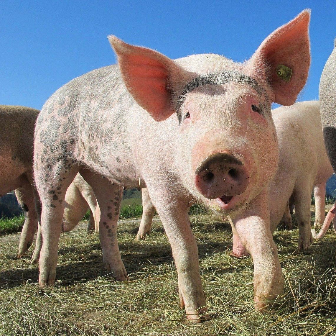 Czeka spora pomoc dla gospodarstw, które hodują świnie. Zwrot 50% poniesionych wydatków