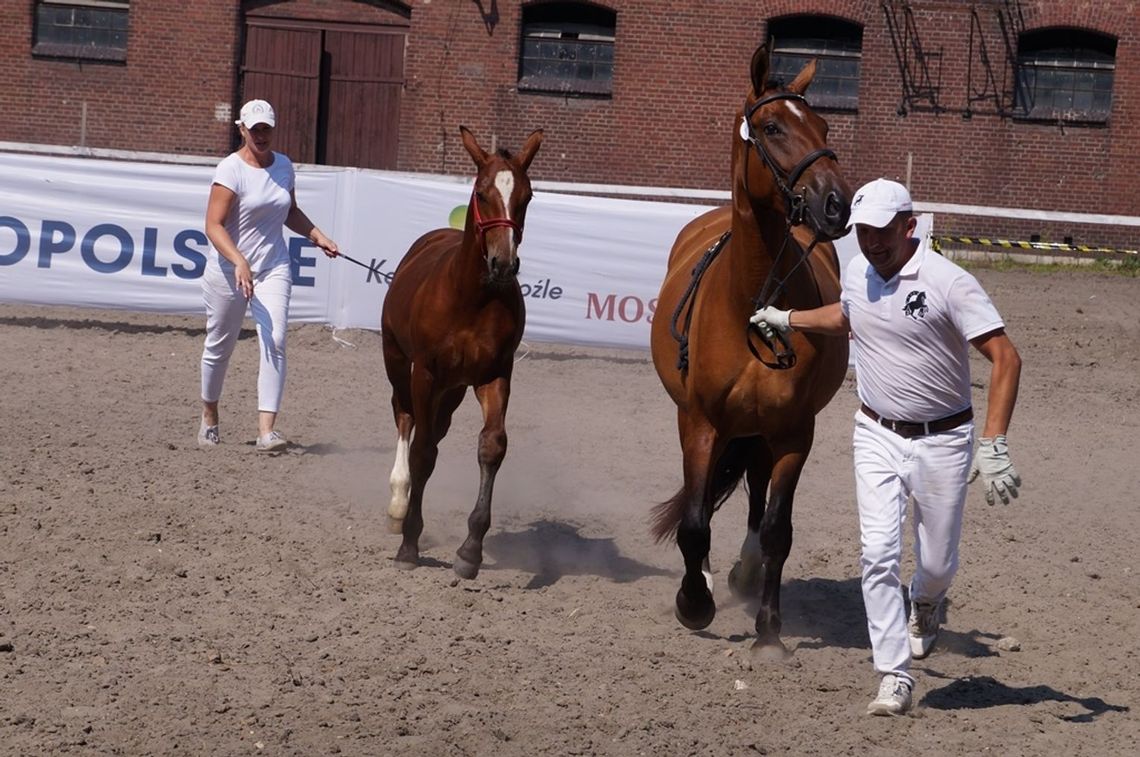 Czempionat Źrebiąt Rasy Śląskiej pod Matkami ponownie w Kędzierzynie-Koźlu