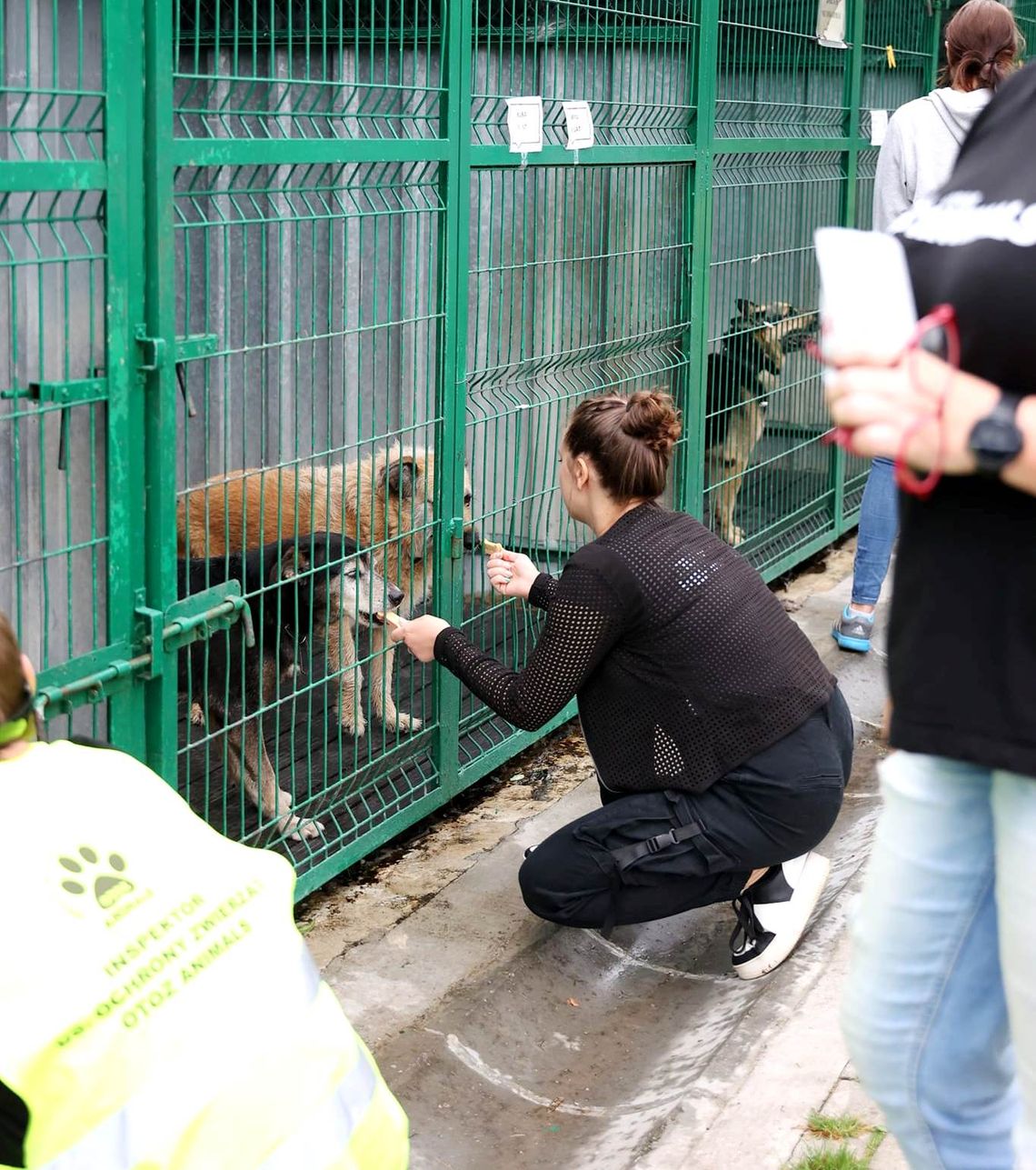 Czy bezdomne czworonogi ze Strzelec będą trafiać do kędzierzyńskiego schroniska?