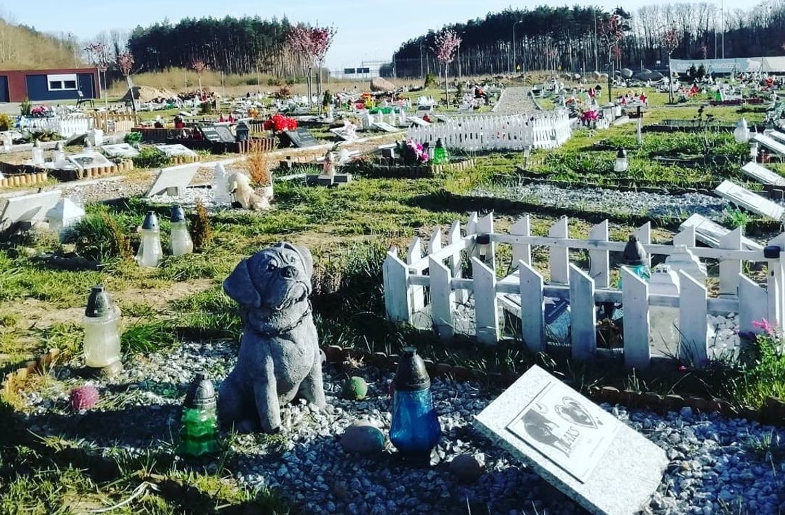 Czy w Kędzierzynie-Koźlu powstanie cmentarz dla zwierząt?