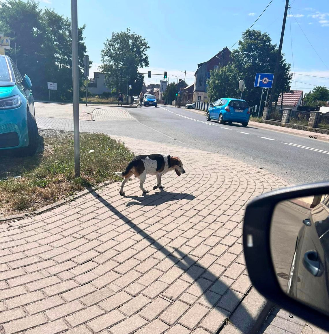 Czyj to piesek? Błąka się po Kłodnicy. ZDJĘCIA i FILM