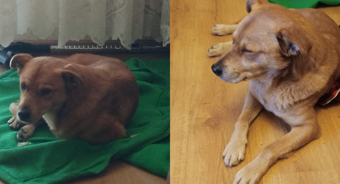 Czyja zguba? Pies znaleziony w Roszowickim Lesie czeka na właściciela Czyja zguba? Pies znaleziony w Roszowickim Lesie czeka na właściciela