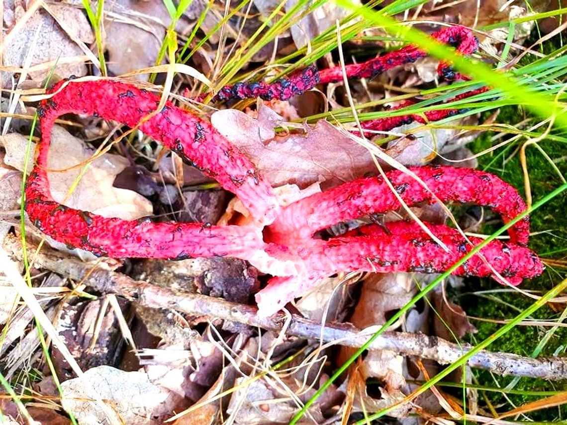 Las w Pokrzywnicy i jego straszydło. To "Diabelskie Palce" Las w Pokrzywnicy i jego straszydło. To "Diabelskie Palce"
