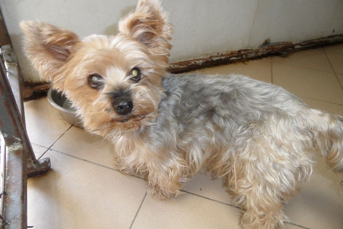 Do Schroniska dla Bezdomnych Zwierząt w Kędzierzynie-Koźlu trafił Kevin Do Schroniska dla Bezdomnych Zwierząt w Kędzierzynie-Koźlu trafił Kevin