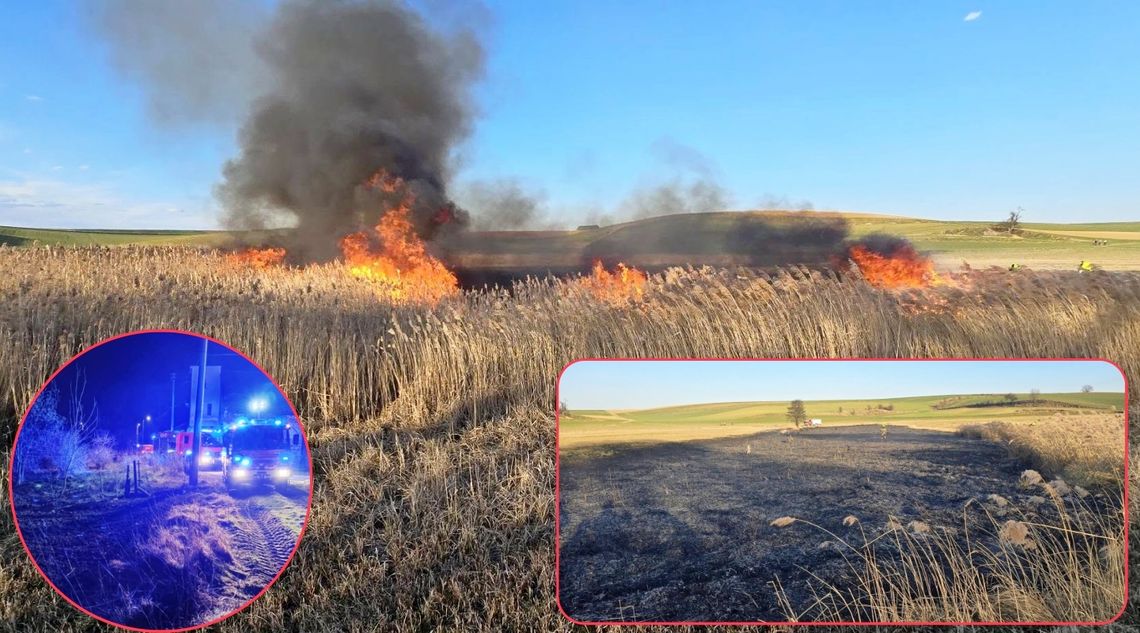 Dwa pożary nieużytków w jeden dzień w gminie Polska Cerekiew. ZDJĘCIA