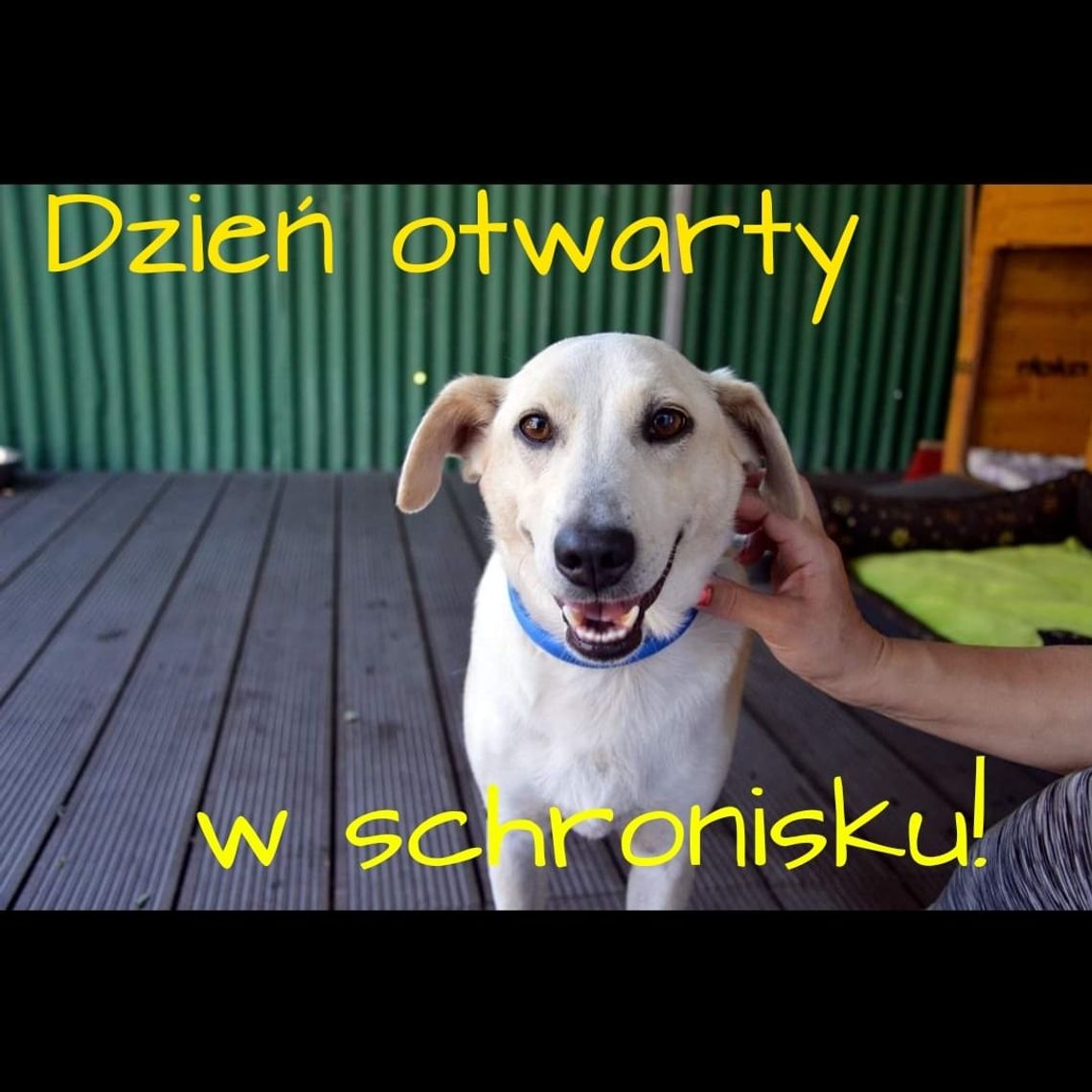 Dzień otwarty w schronisku dla bezdomnych zwierząt