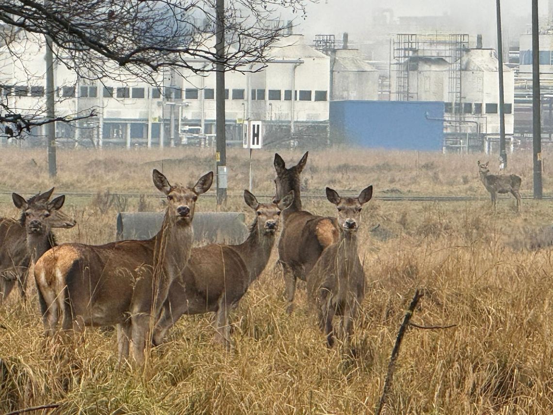 Dzika zwierzyna chętnie odwiedza teren Zakładów Azotowych Kędzierzyn. ZDJĘCIA Dzika zwierzyna chętnie odwiedza teren Zakładów Azotowych Kędzierzyn. ZDJĘCIA