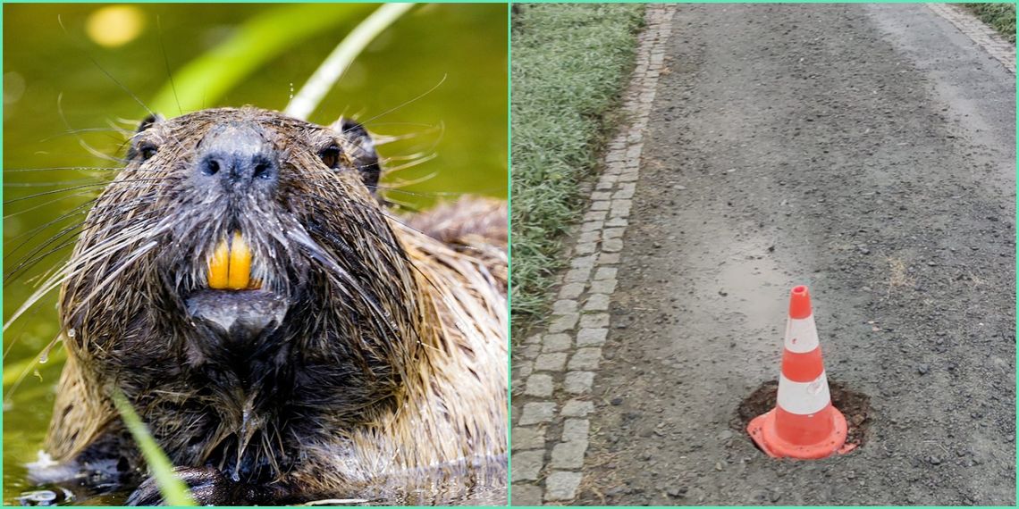 Dziura w ścieżce rowerowej to sprawka bobra. Świadczy o tym pewien ślad