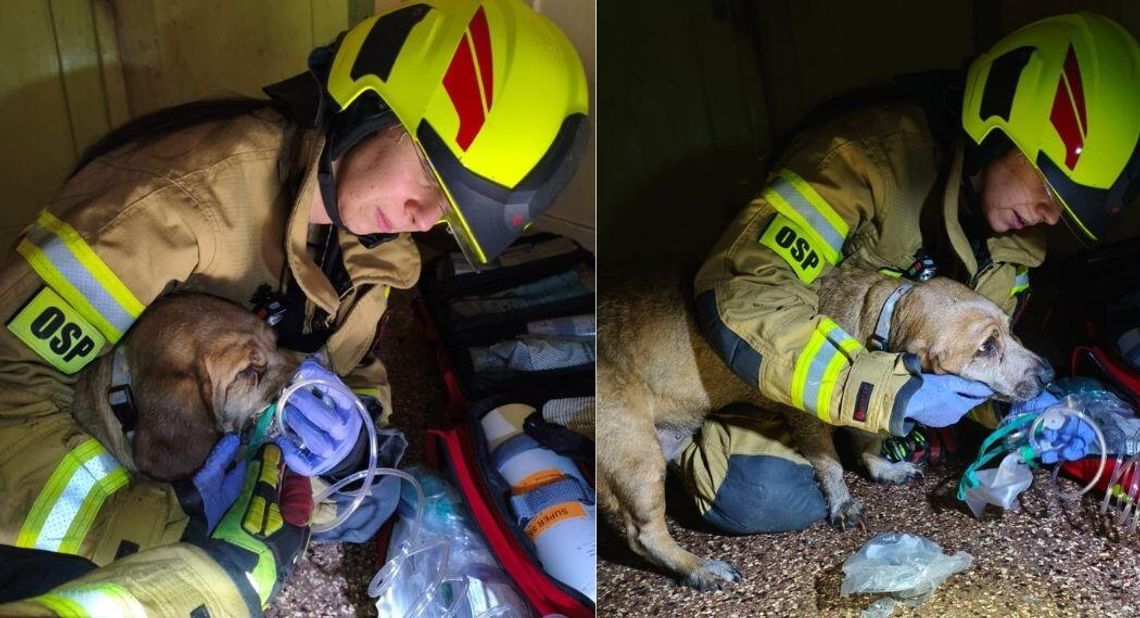 Ewakuowano psa z palącego się lokalu i udzielono mu tlenoterapii. Szczegóły pożaru w Bierawie Ewakuowano psa z palącego się lokalu i udzielono mu tlenoterapii. Szczegóły pożaru w Bierawie