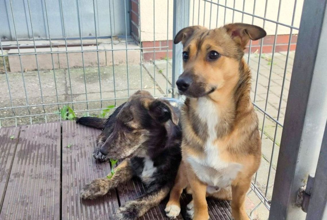 Kundelek Fafik żyje, ale ucieka przed ludźmi
