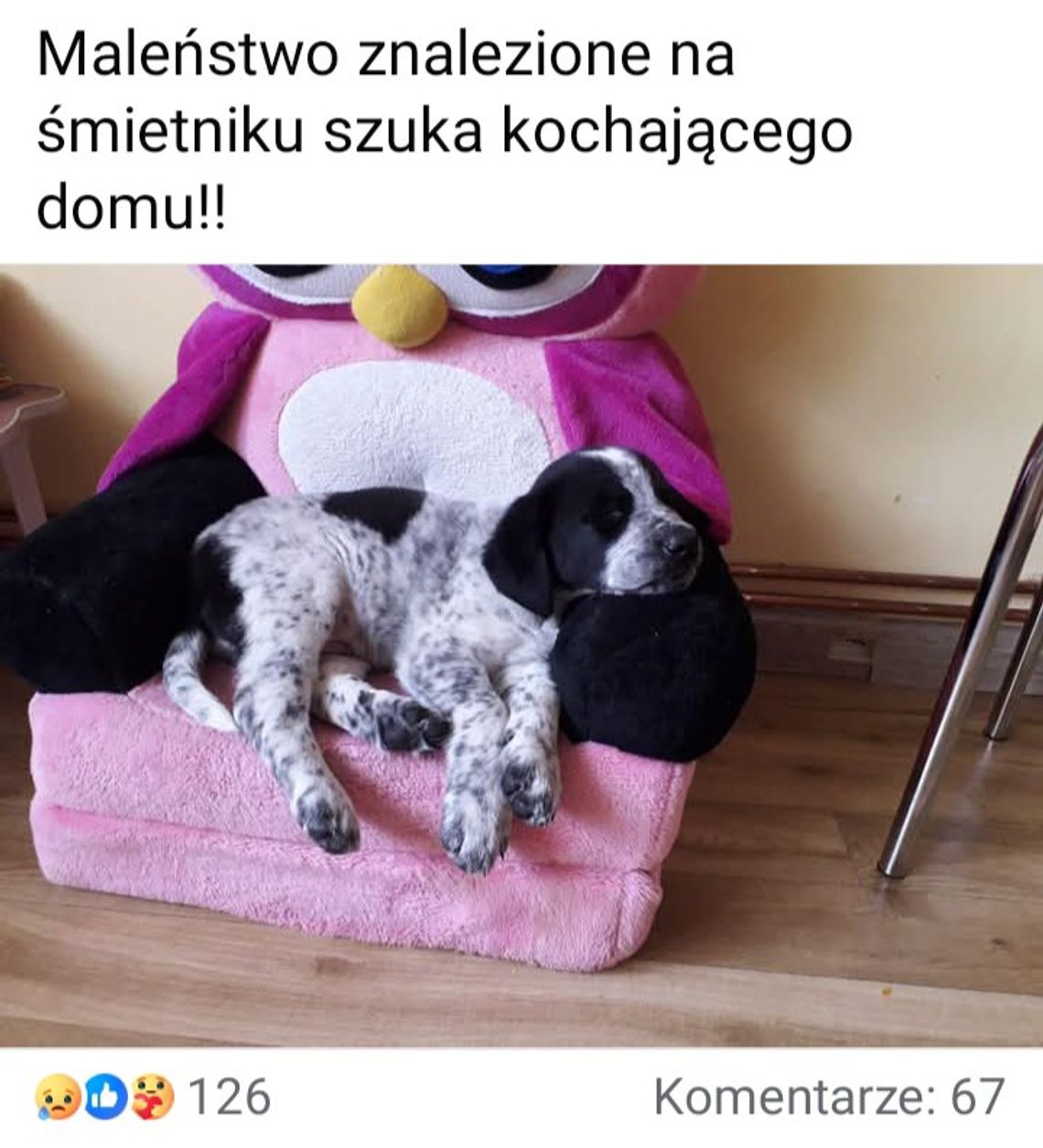 Fala hejtu po nieprawdziwym oskarżeniu. Właścicielka szczeniąt padła ofiarą dezinformacji