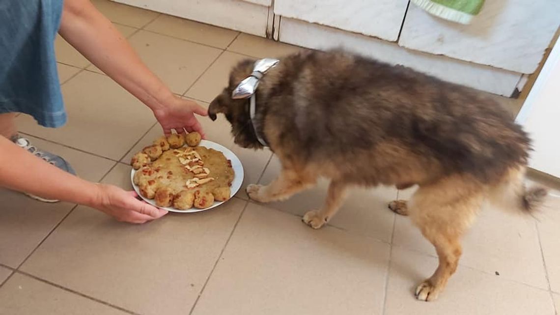 Gdyby Pucek był człowiekiem, miałby już 104 lata!