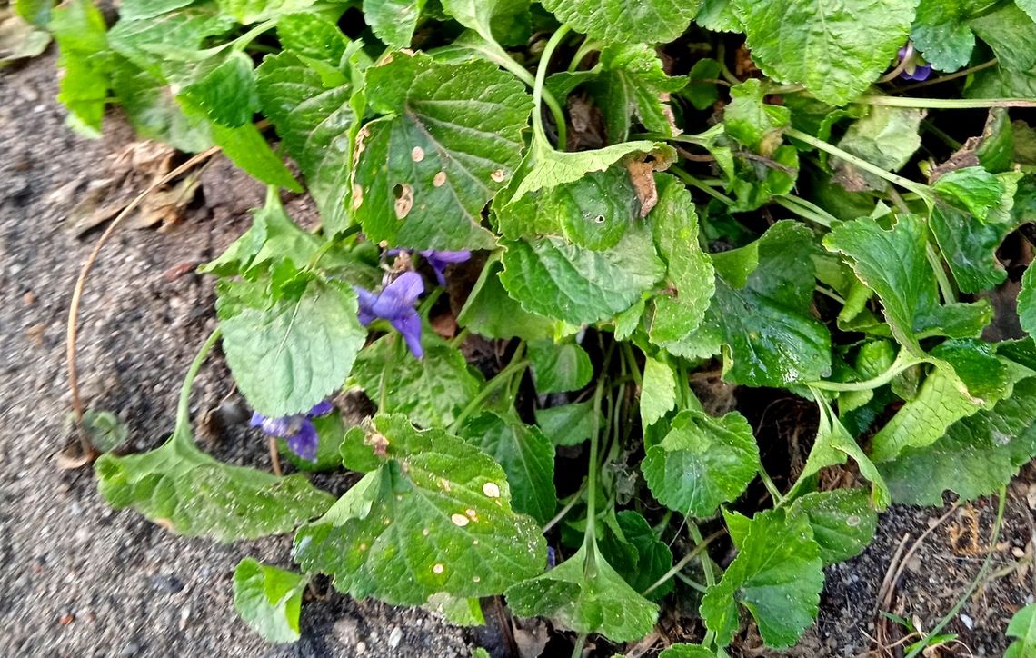 Gdzie ta zima? Na ulicy Raciborskiej zakwitły fiołki! ZDJĘCIA