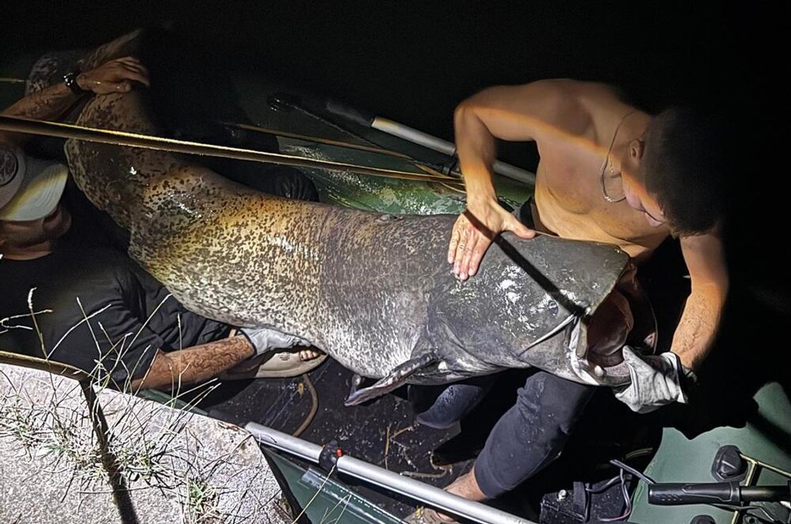 Gigant z Kanału Gliwickiego. Wędkarz z Kędzierzyna-Koźla złowił suma mierzącego 260 cm Gigant z Kanału Gliwickiego. Wędkarz z Kędzierzyna-Koźla złowił suma mierzącego 260 cm