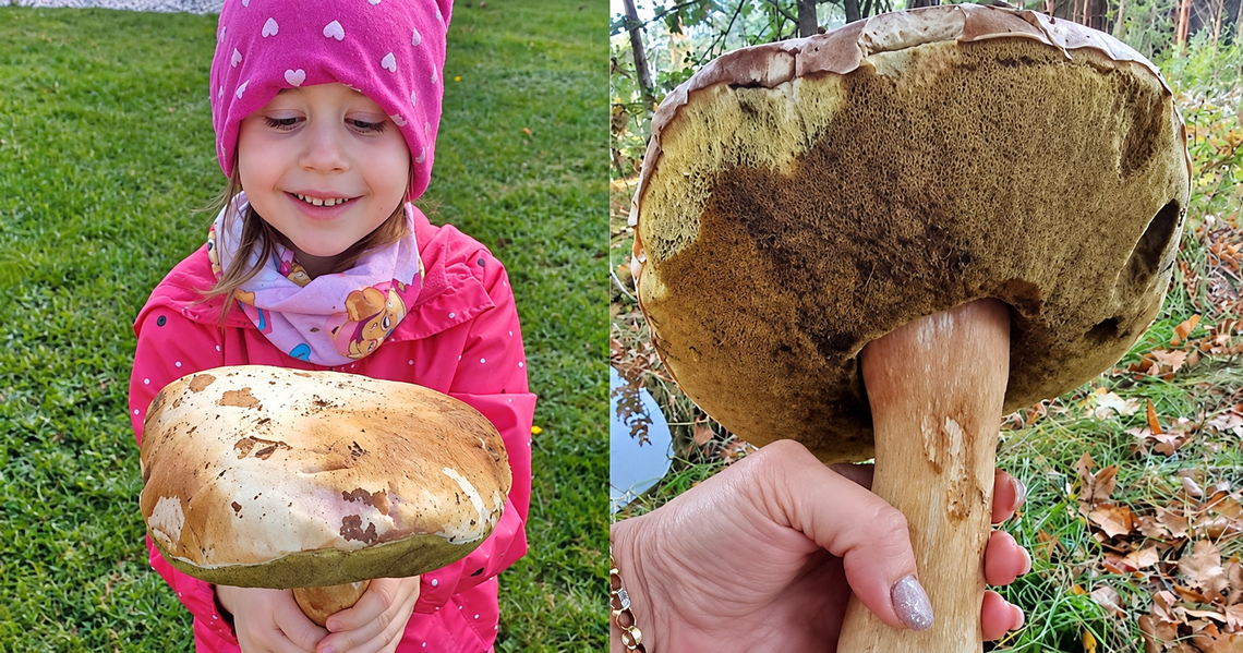 Gigantyczny prawdziwek znaleziony podczas grzybobrania w lesie pod Kędzierzynem-Koźlem! ZDJĘCIA Gigantyczny prawdziwek znaleziony podczas grzybobrania w lesie pod Kędzierzynem-Koźlem! ZDJĘCIA