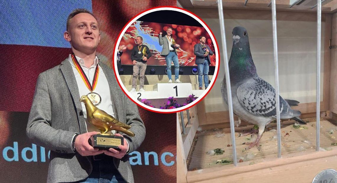 Gołąb Dariusza Bonczka z Kędzierzyna-Koźla zdobył tytuł najszybszego na świecie na średnim dystansie