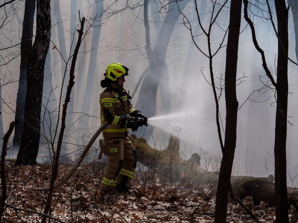 Groźny pożar lasu przy ulicy Powstańców. W akcji samolot gaśniczy