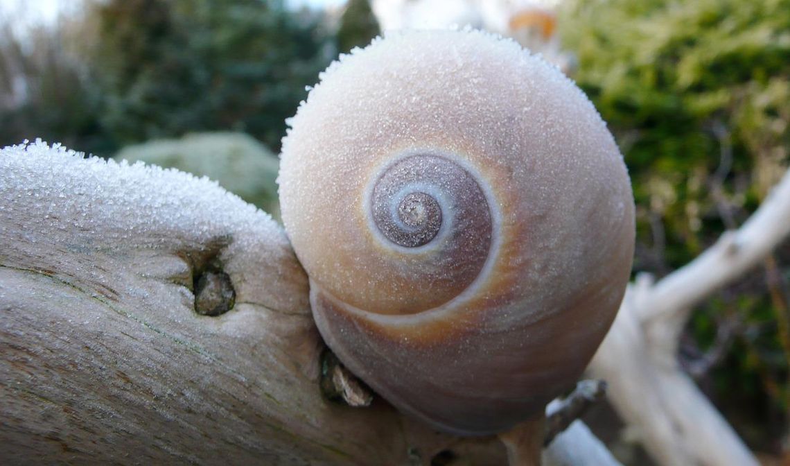 Idą przymrozki. Temperatura może spaść do -3°C