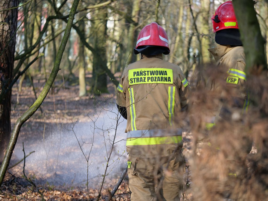 Idzie wiosna, uaktywnił się podpalacz suchych traw Idzie wiosna, uaktywnił się podpalacz suchych traw