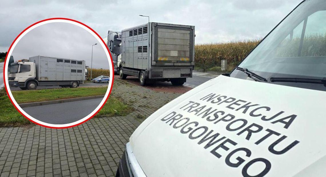 Jechał po bydło. Lista nieprawidłowości podczas kontroli w Reńskiej Wsi szokuje