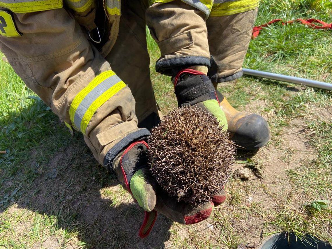 Jeż w opałach potrzebował pomocy strażaków
