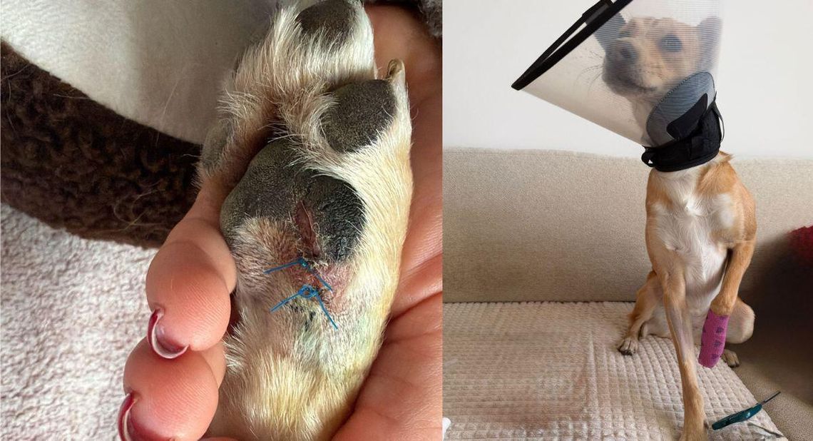 Kawałki szkła na wybiegu dla psów. Mieszkańcy zbierają podpisy pod petycją o poprawę bezpieczeństwa