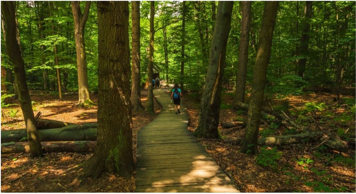 Kędzierzyn-Koźle: więcej zieleni blisko mieszkańców? Radna apeluje o utworzenie „lasów społecznych”