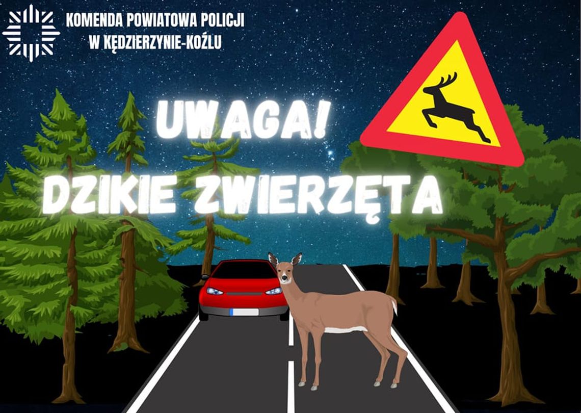 Kierowco, uważaj na dzikie zwierzęta!