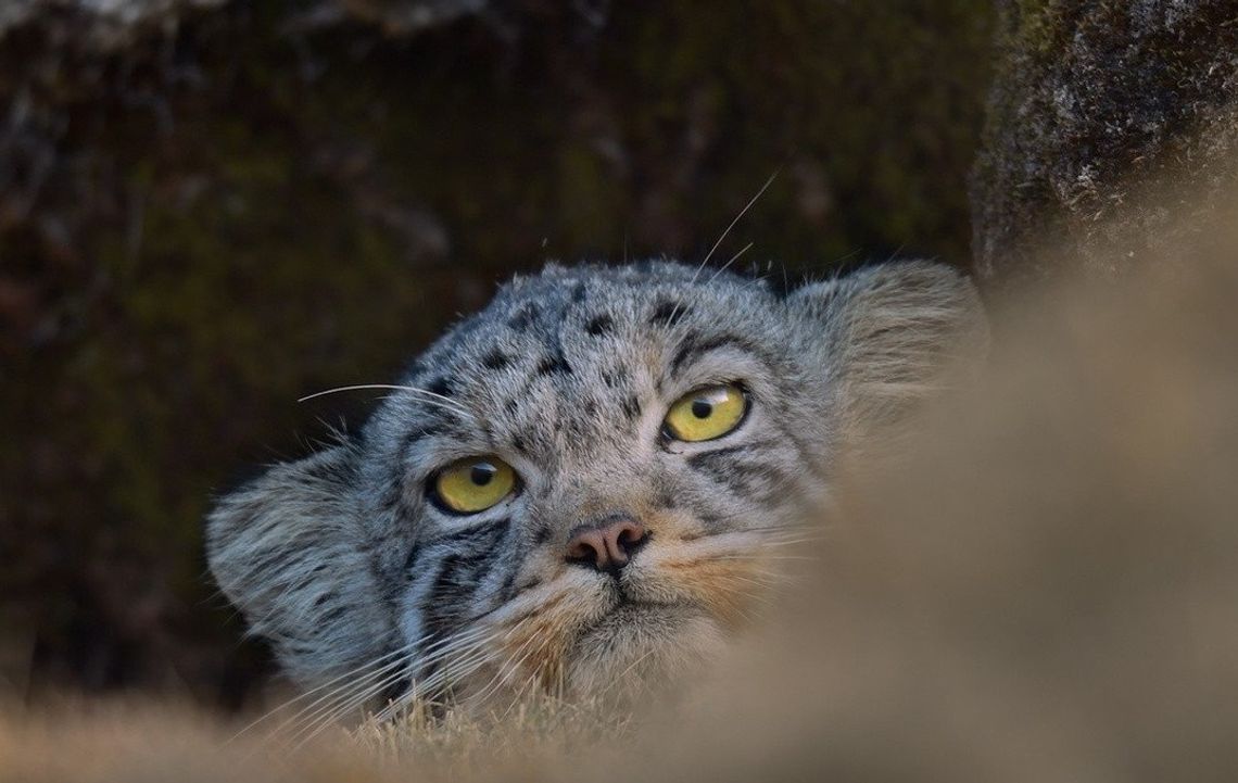 Kino Konesera w Heliosie. Seans filmu "Duch śniegów"