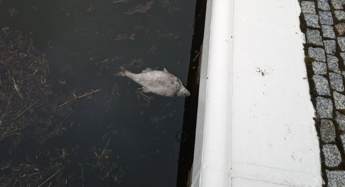 Komunikat w sprawie śniętych ryb w Kanale Gliwickim i Kędzierzyńskim Komunikat w sprawie śniętych ryb w Kanale Gliwickim i Kędzierzyńskim