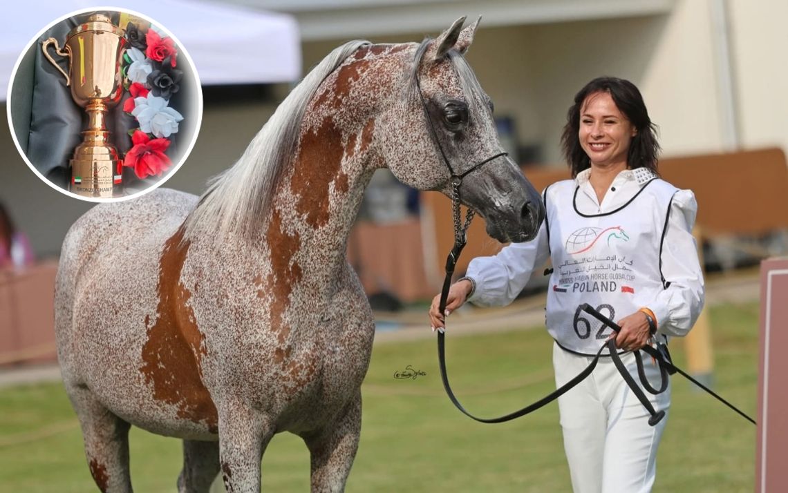 Koń Agnieszki Dąbrowskiej zajął trzecie miejsce w finale Emirates Arabian Horse Global Cup. ZDJĘCIA