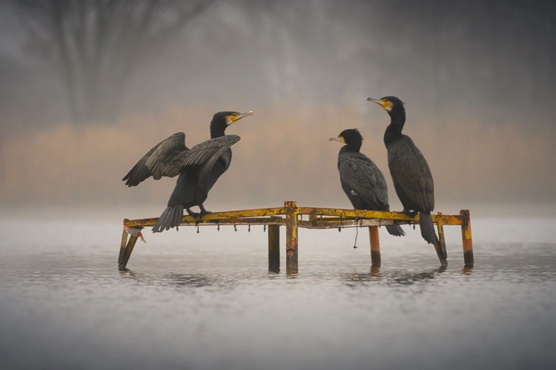 Kormorany upodobały sobie Dębową Kormorany upodobały sobie Dębową
