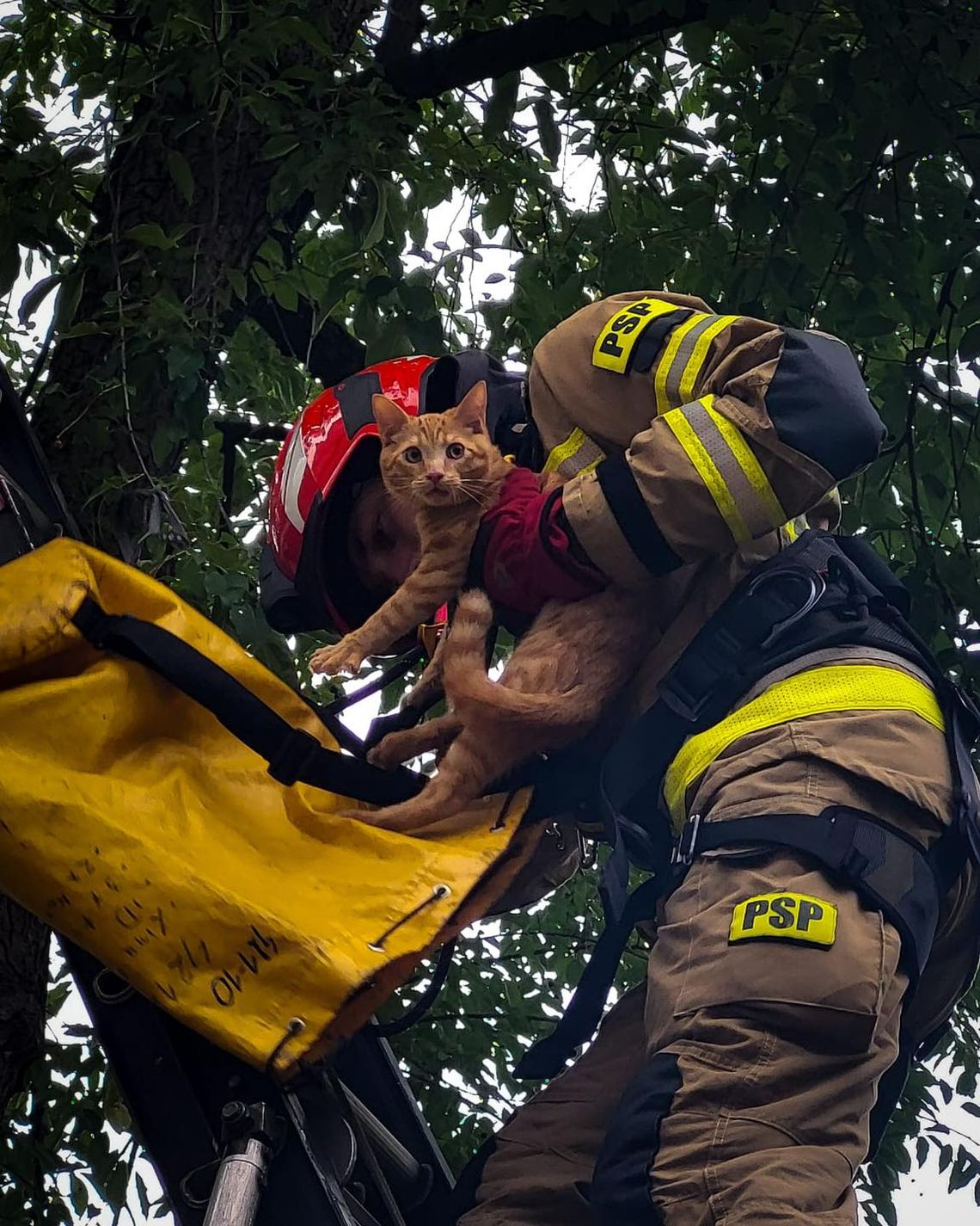 Kot nie potrafił zejść z drzewa. Na pomoc ruszyli strażacy