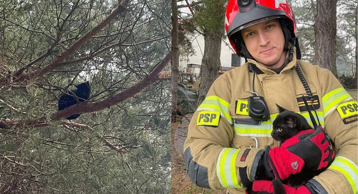 Kot nie potrafił zejść z drzewa. Strażacy ewakuowali zwierzę z wysokości 4 metrów