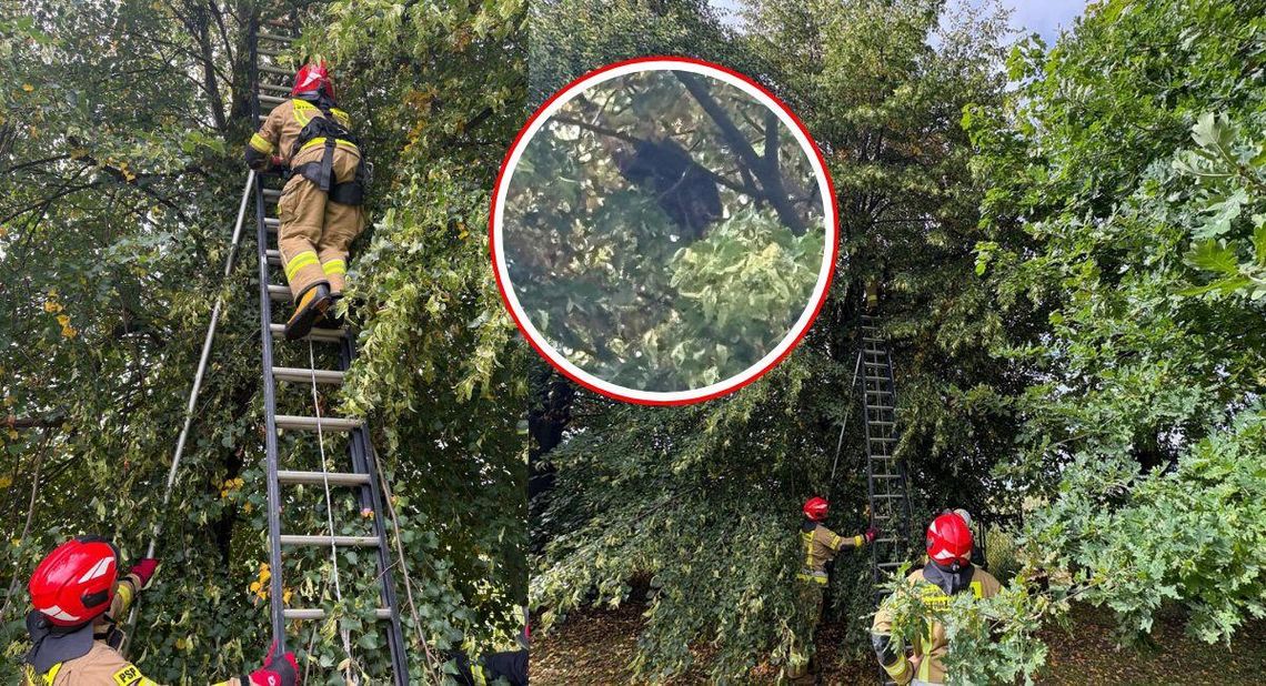 Kot od kilku dni siedział na szczycie drzewa. Na pomoc wezwano strażaków