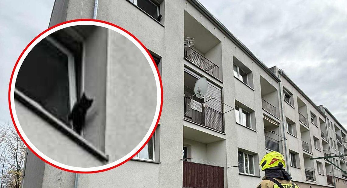 Kot utknął w uchylonym oknie na II piętrze. Z pomocą ruszyli strażacy Kot utknął w uchylonym oknie na II piętrze. Z pomocą ruszyli strażacy