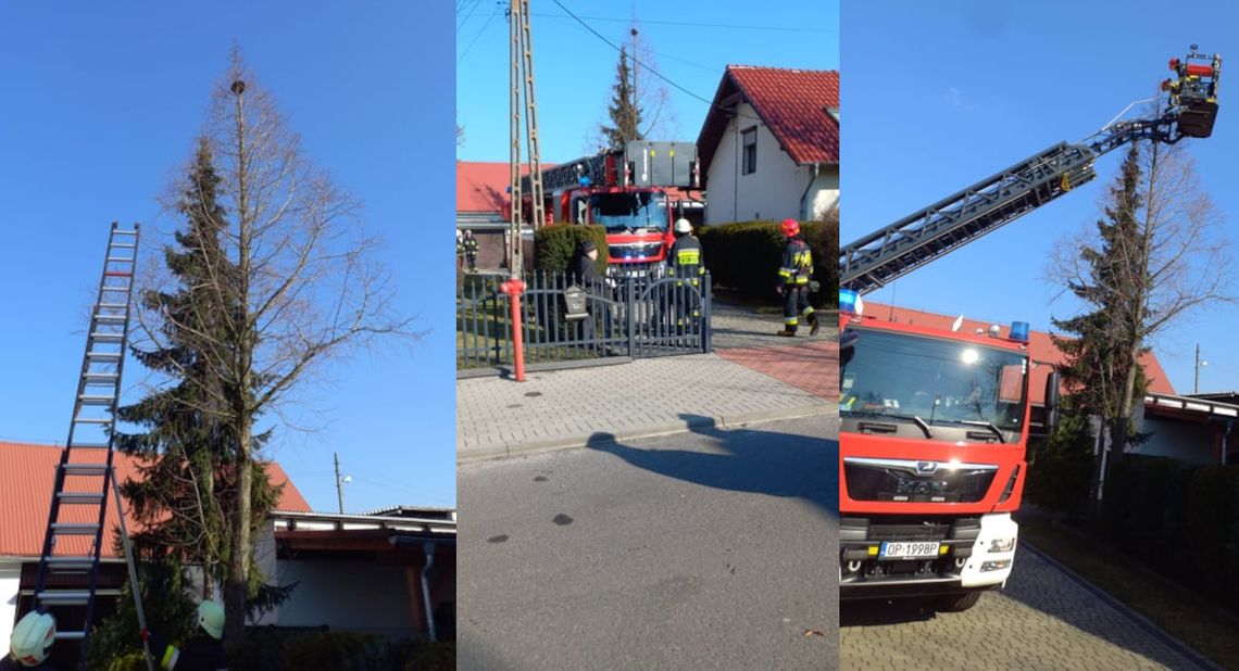 Kot wszedł na szczyt drzewa. Musieli interweniować strażacy Kot wszedł na szczyt drzewa. Musieli interweniować strażacy