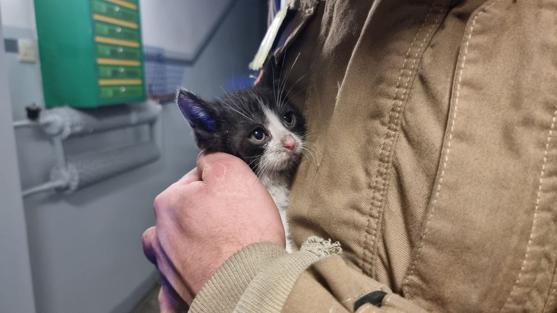 Kotek utknął w piwnicy. Interweniowała straż pożarna