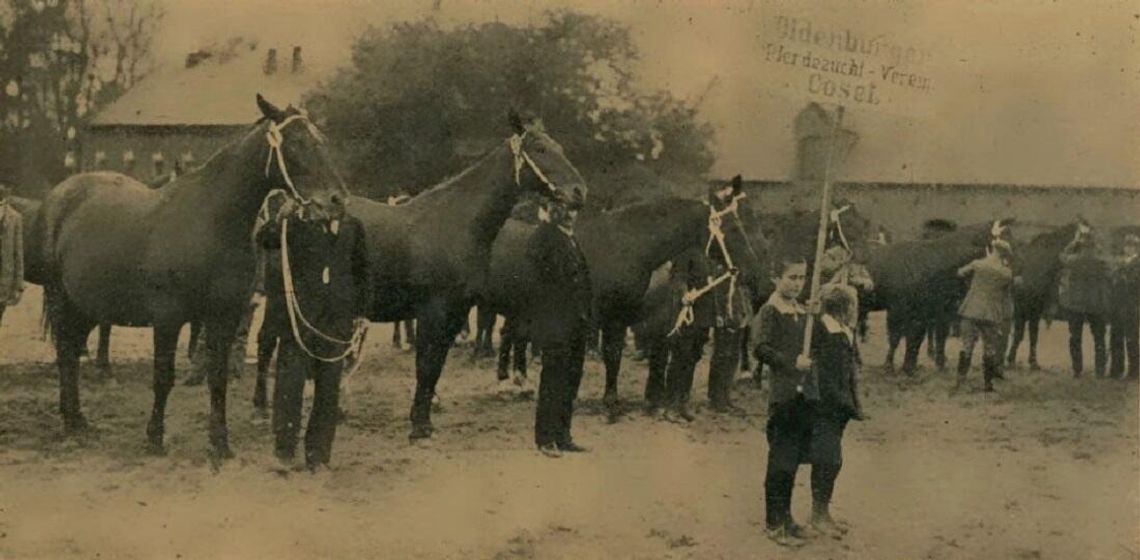 Kozielska stadnina koni na starych fotografiach. ZDJĘCIA Kozielska stadnina koni na starych fotografiach. ZDJĘCIA