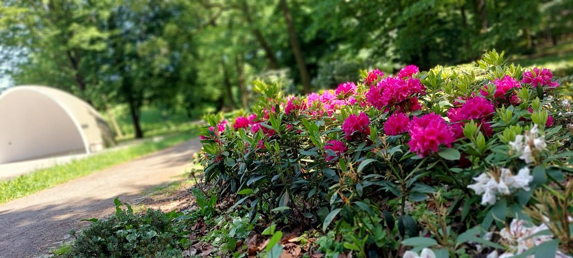 Kozielskie planty przyciągają zielenią i roślinnością. ZDJĘCIA