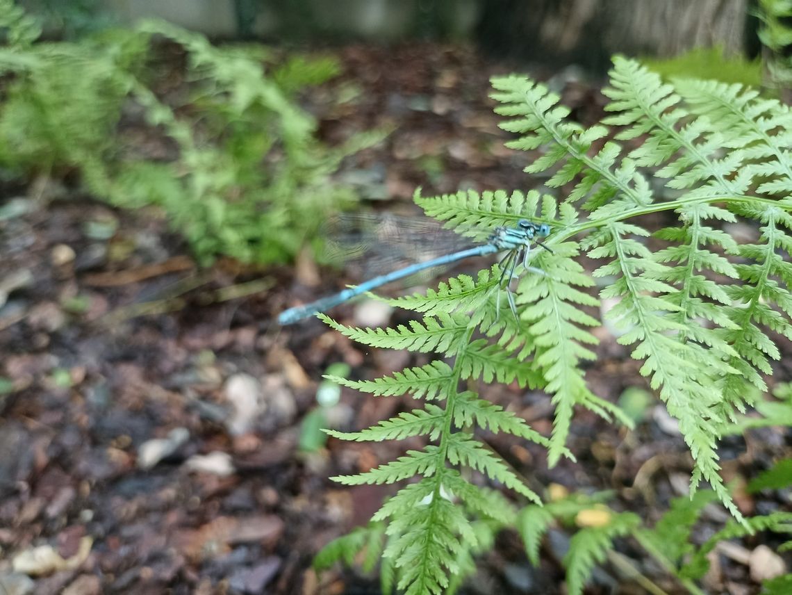 Kozielskie planty rozkwitły jak nigdy dotąd. Pora wybrać się na spacer Kozielskie planty rozkwitły jak nigdy dotąd. Pora wybrać się na spacer