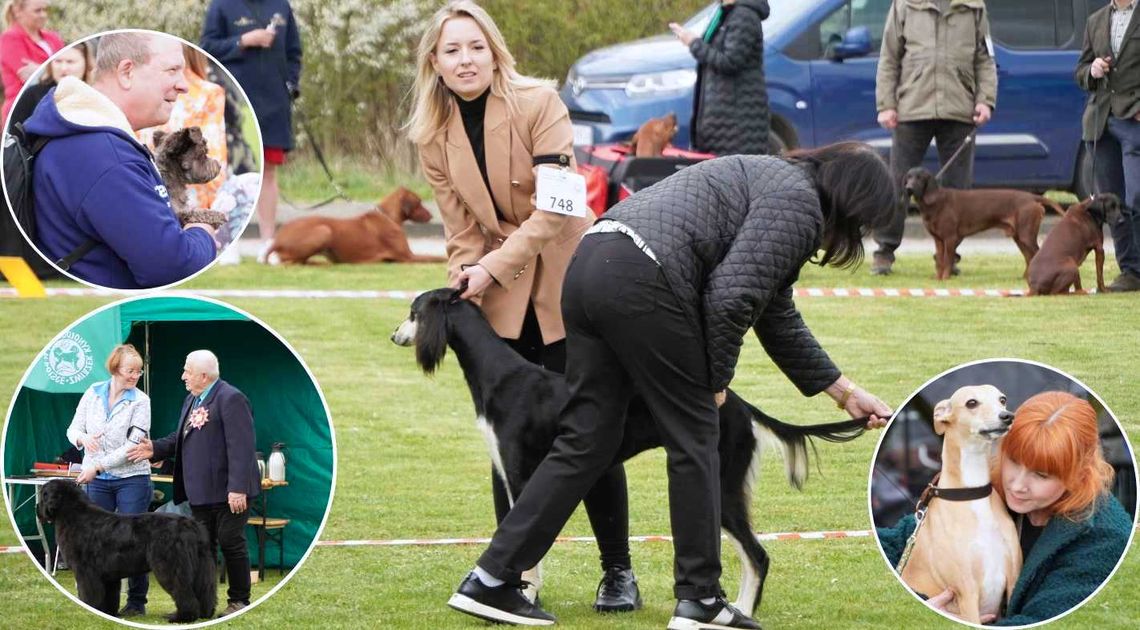 Krajowe wystawy psów rasowych w Zakrzowie. ZDJĘCIA Krajowe wystawy psów rasowych w Zakrzowie. ZDJĘCIA