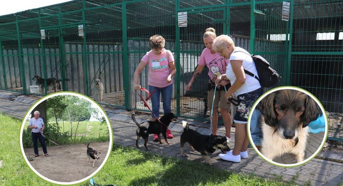 Łapy, łapy, cztery łapy - kilka słów o przyjaźni doskonałej