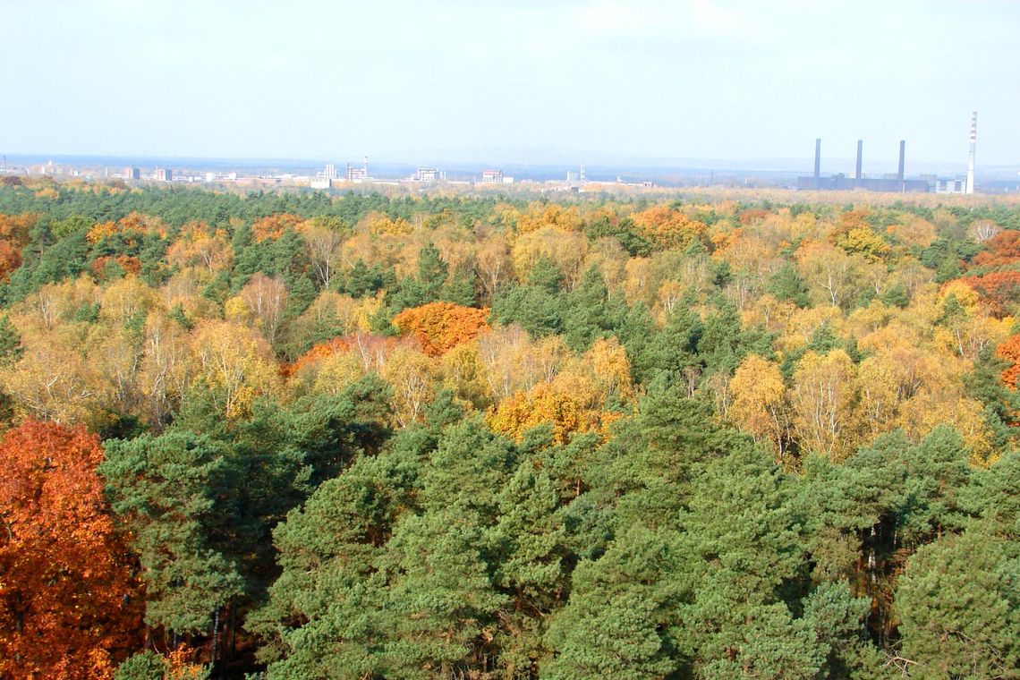 Leśnicy ograniczą wycinkę lasu w Kędzierzynie-Koźlu!