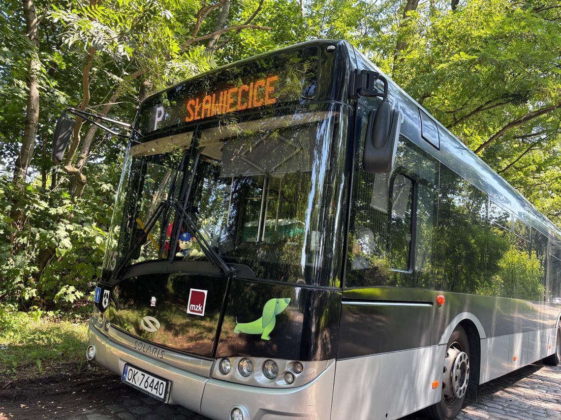 Linia „P” na stałe w rozkładzie Miejskiego Zakładu Komunikacyjnego