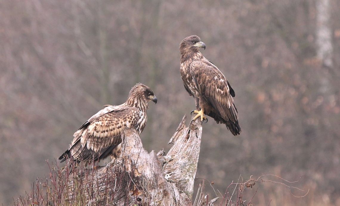 Mamy tu już orły bieliki i czarne bociany