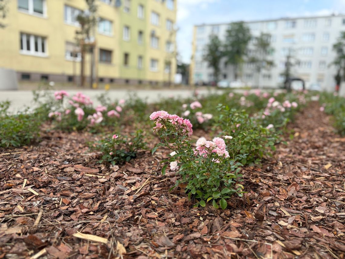 Metamorfoza podwórek dzięki Budżetowi Obywatelskiemu. ZDJĘCIA